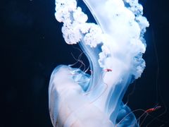 -欢乐海岸海洋奇梦馆