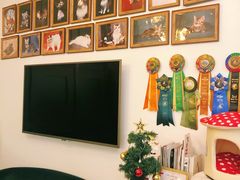 -猫大福·Fortune Cat猫舍(百子湾店)