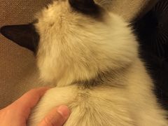 -猫色咖啡·猫咖