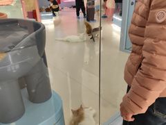 -凯德MALL(望京店)