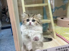 -momokira米努特·德文卷毛猫·棉花面纱犬