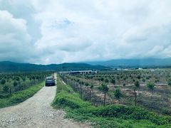 -中国科学院西双版纳热带植物园