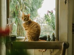 -海边的猫和咖啡馆