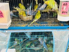 -溪岸路花鸟市场