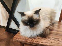 -楼上猫咖(罗湖店)