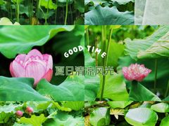 -陈家山荷花公园