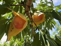 -南汇水蜜桃采摘(大团店)