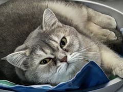 -纳吉亚猫专科动物医院·北北分院