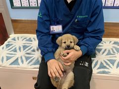 -瑞派·关忠动物医院·异宠专科·犬猫肿瘤·皮肤专科(望京店)