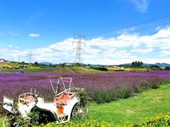 -紫颐香薰山谷景区