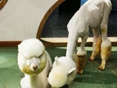 -藦茜花园宠物主题亲子互动体验馆(国顺东路店)