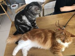 -平行世界·猫咖(首经贸店)