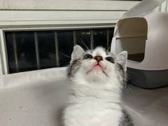 -爱牧宠物医院·猫专科·骨科·内窥镜(甪直店)