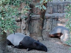 -清迈夜间动物园