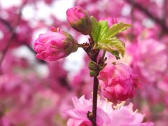 -中环花鸟鱼虫市场