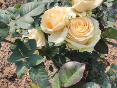 -人民公园(罗湖区)