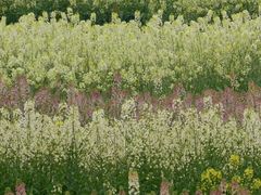 -三圣花乡旅游区