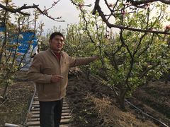 -南汇老顾农家乐采摘大团水蜜桃采摘店