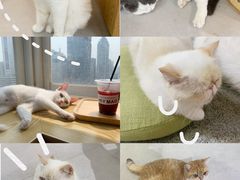 -Heymao猫咖.咖啡厅(东门店)
