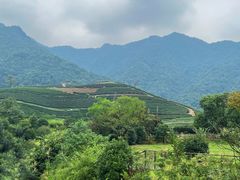 -龙坞茶村