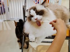 -三花喵·撸猫购宠·宠物生活馆(虹桥南丰城店)