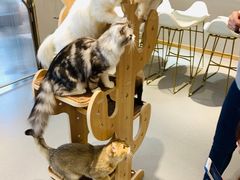 -飞行喵MR PILOT|猫舍·猫咖(静安大融城店)