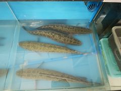 -香满锅老北京羊蝎子火锅·家常菜(新街口店)