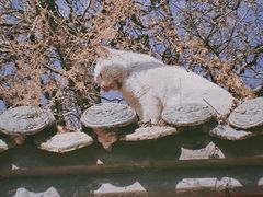 -塔尔寺