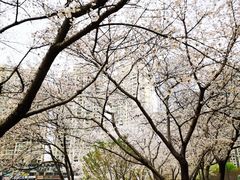 -西北湖绿化广场