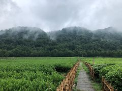 -中国茶叶博物馆(双峰馆区)