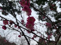 -无锡梅园公园