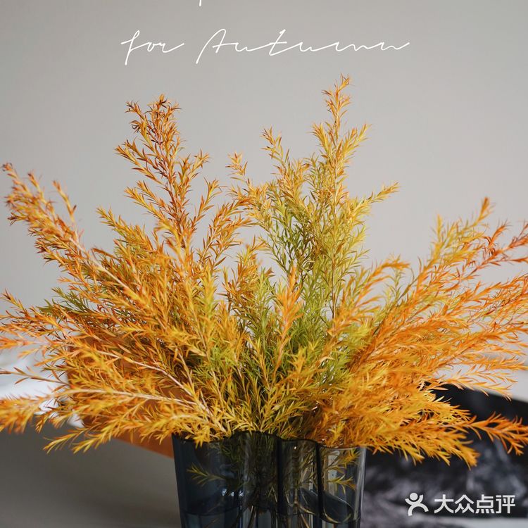 秋意浓｜30元一把的千层金，入手不亏的绿植