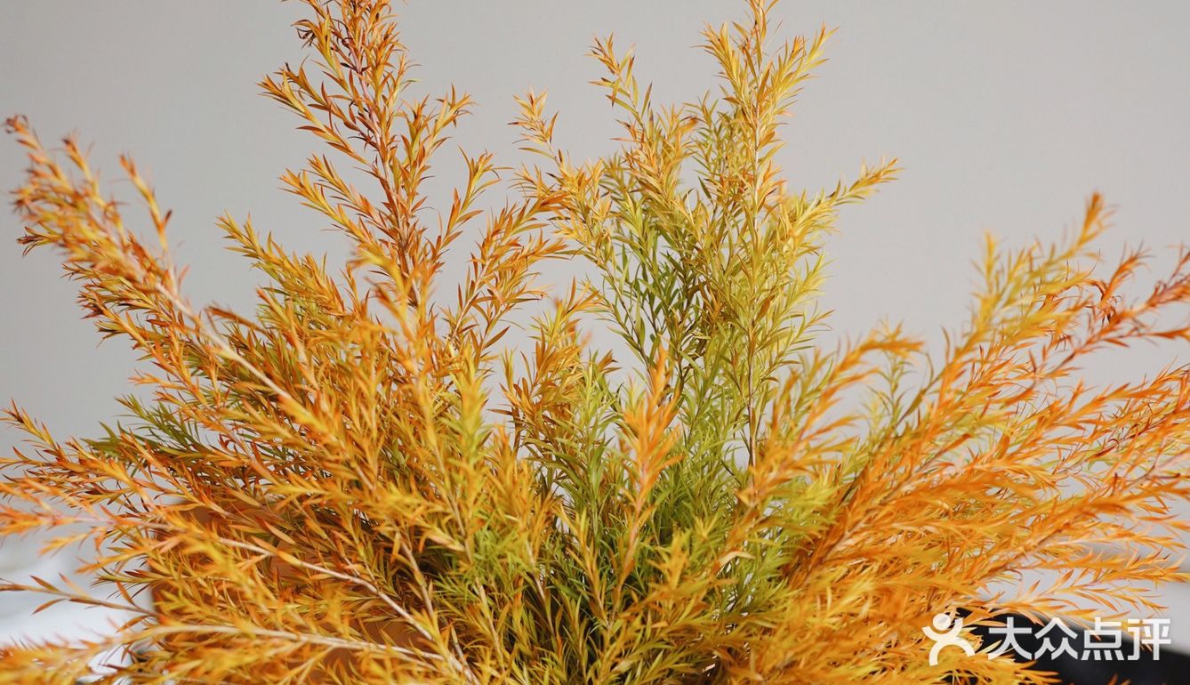 秋意浓｜30元一把的千层金，入手不亏的绿植