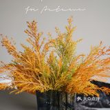 秋意浓｜30元一把的千层金，入手不亏的绿植