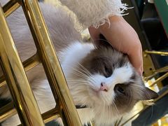 -喵喵咪呀布偶猫咖(春熙路店)