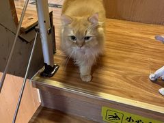 -MOCHA明星猫咖(田子坊店)