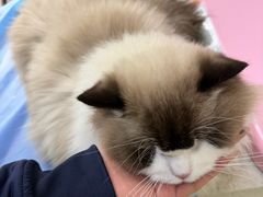 -美联众合动物医院·24h京西诊疗中心