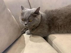-啵啵喵·猫咖(攀华国际店)
