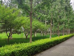 -大兴滨河森林公园