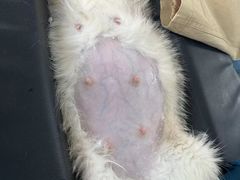 -嘉馨宠物医院·CT影像转诊·心脏科·犬猫全科诊疗中心(下沙大学城院区)