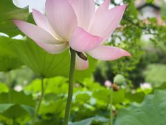 -四川大学(华西校区)