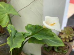 -尼玛藏家风味园(阿山食城店)