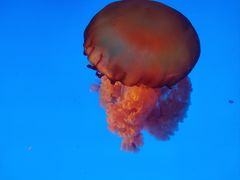 -合肥海洋世界