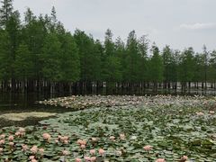 -白鹭湾湿地公园