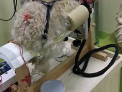 -美联众合动物医院·24h转诊中心