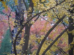 -三里屯东五街银杏大道