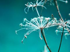 -九寨沟-树正沟