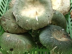 -野菌园·野生菌火锅首创第一家(关兴路总店)