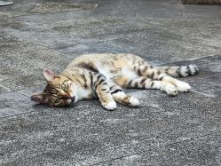 -巍阁高端月子会所