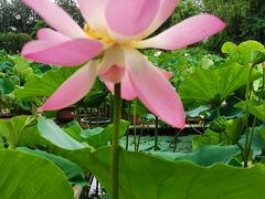 -莲花池公园